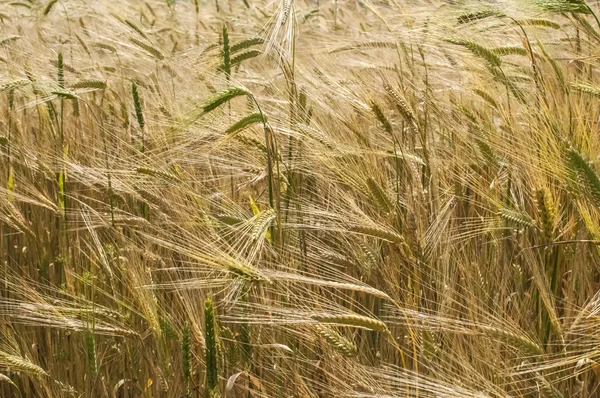 Nahaufnahme Weizenfeld — Stockfoto