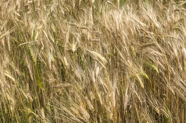 Buğday tarlası yakın plan — Stok fotoğraf