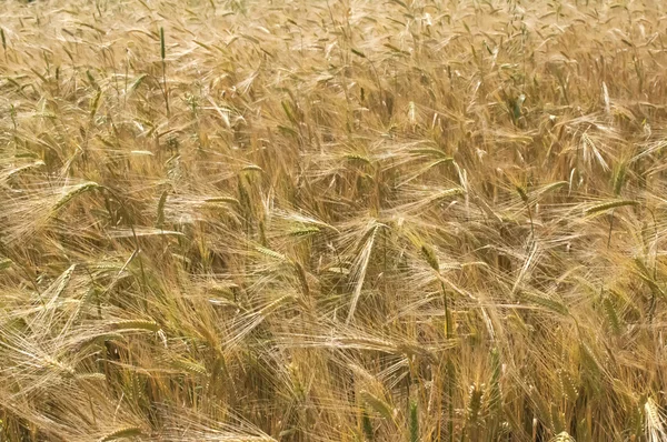 Fecho do campo de trigo — Fotografia de Stock