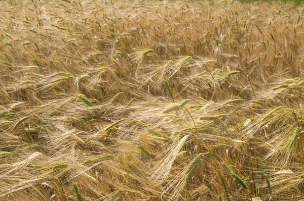 Пшеничні поля крупним планом — стокове фото