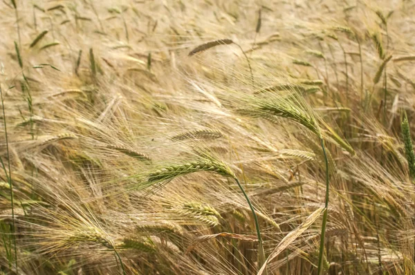 Fecho do campo de trigo — Fotografia de Stock