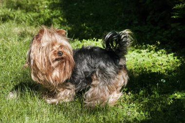Yorkshire terrier bahçesinde