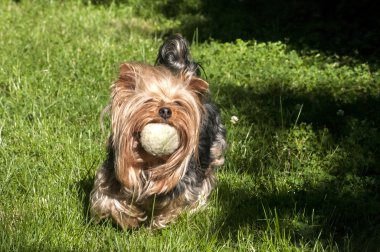Yorkshire terrier ile top oynarken