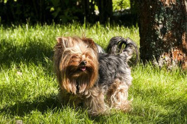 Yorkshire terrier bahçesinde