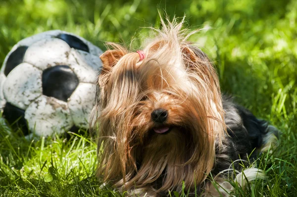 Yorkshire terrier i piłka nożna — Zdjęcie stockowe