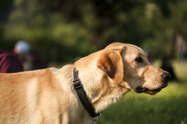 Sarı labrador köpek portre