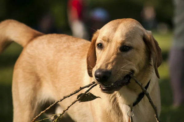 Yellow labrador dog closeup — Stock Photo, Image