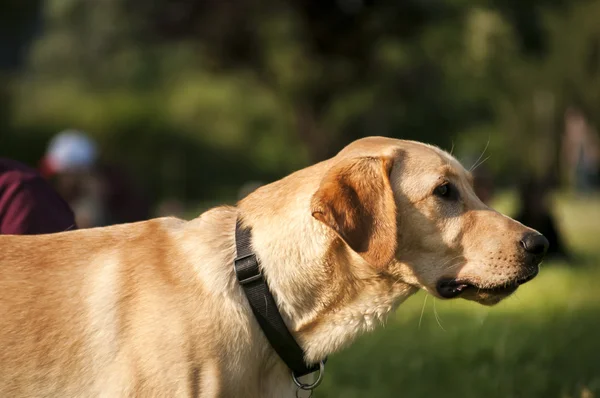 Κίτρινο closeup σκυλιών του Λαμπραντόρ — Φωτογραφία Αρχείου