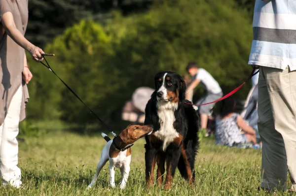 Twee honden op riemen in park — Stockfoto