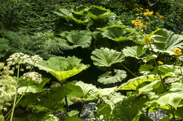 Feuilles géantes de butterbur — Photo