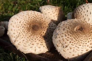 Macrolepiota Procera Şemsiye mantarları toplandı.