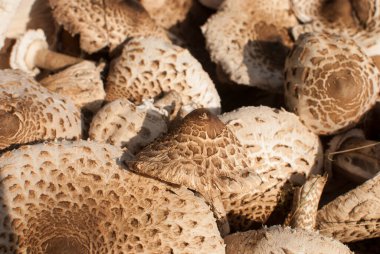 Macrolepiota Procera Şemsiye mantarları toplandı.