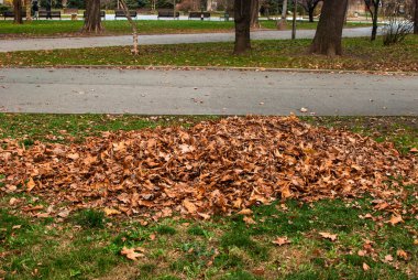 Sonbaharda şehir parkında toplanan kuru yapraklar yığını