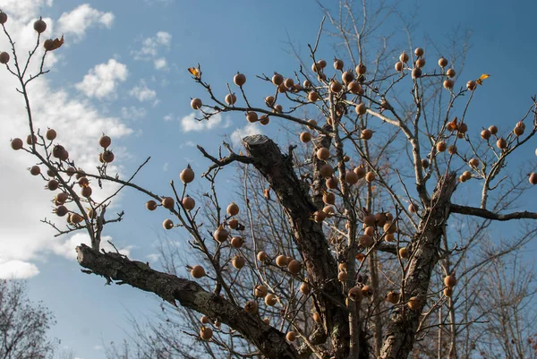 Boom Met Bruine Mispels Groene Bladeren Herfst — Stockfoto