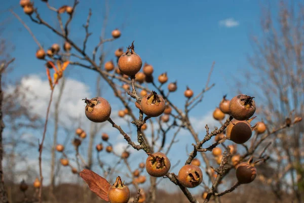 Mispelfrucht Mespilus Germanica Auf Einem Zweig Des Mispelbaums — Stockfoto