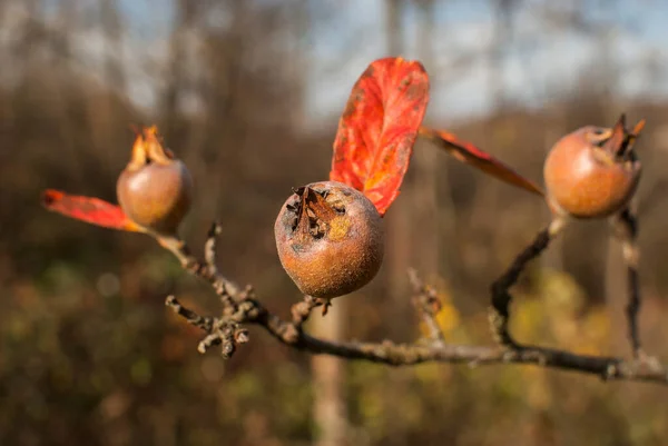 Medlar Fruit Mespilus Germanica Een Tak Van Medlar Boom — Stockfoto
