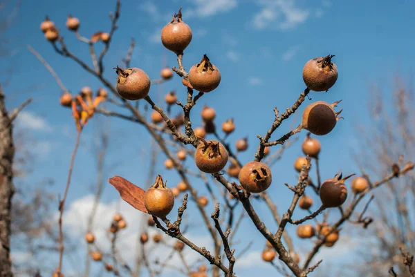 Mispelfrucht Mespilus Germanica Auf Einem Zweig Des Mispelbaums — Stockfoto