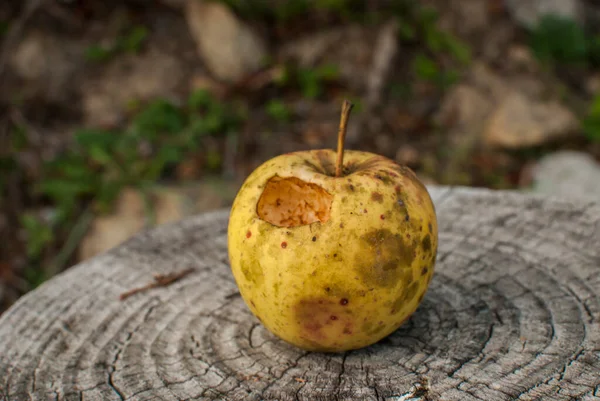 Bir Kuş Tarafından Gagalanmış Kışın Organik Elma — Stok fotoğraf