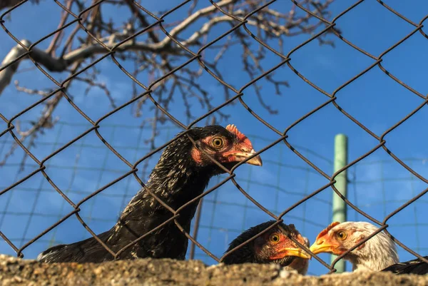 晴れた日に鶏の家の金属網の後ろに鶏 — ストック写真