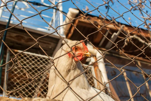 晴れた日に鶏の家の金属網の後ろに鶏 — ストック写真