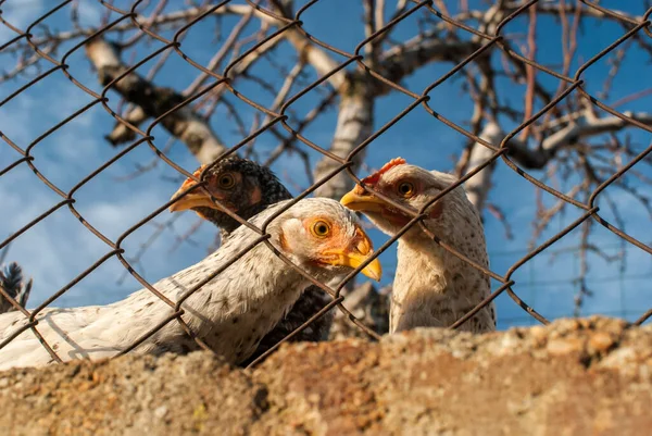 Chickens Metal Net Hen House Sunny Day — Stockfoto