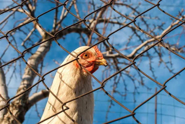 Chickens Metal Net Hen House Sunny Day — Stockfoto