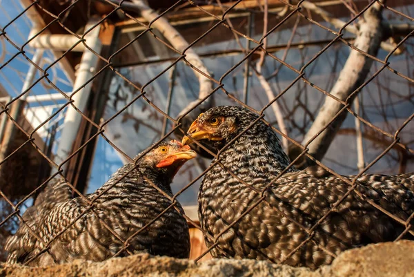 Chickens Metal Net Hen House Sunny Day — Stockfoto