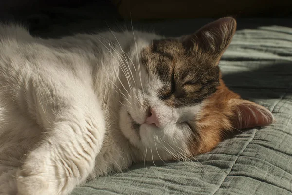 Tête Repos Sur Sofe Femelle Chat Gros Plan — Photo