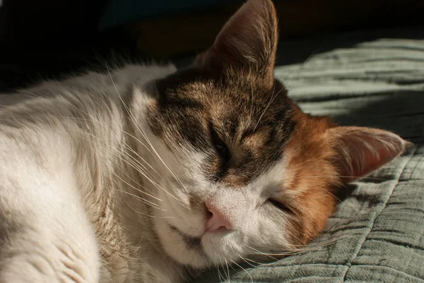 Head Resting Sofe Female Cat Closeup — Stock Photo, Image