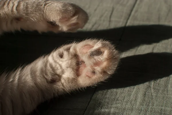 Vorderpfoten Einer Weißen Hauskatze Liegen Auf Bettlaken Großaufnahme — Stockfoto