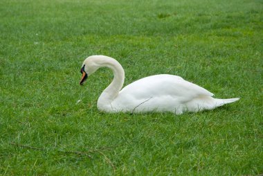 Yeşil çayırlarda yatan beyaz kuğu