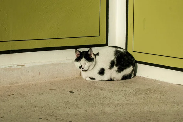 Ulice Černá Bílá Mix Plemeno Kočka Domě Rohu Odpočinku Slunečný — Stock fotografie