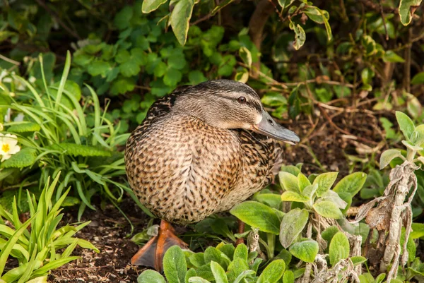Fêmea Mallard Selvagem Pato Closeup Perto Lagoa — Fotografia de Stock