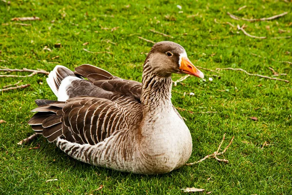 Geese Lay Green Meadow Closeup — Stock Photo, Image