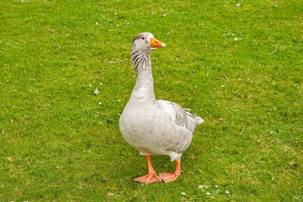 Geese Lay Green Meadow Closeup — Stock Photo, Image