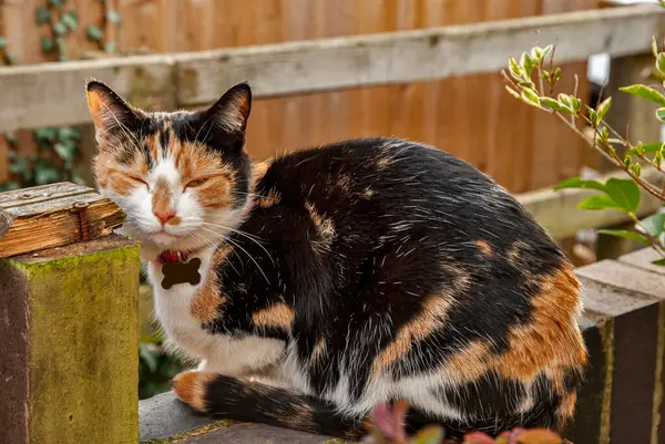 Adorabile Femmina Tri Colore Calico Gatto Primo Piano — Foto Stock