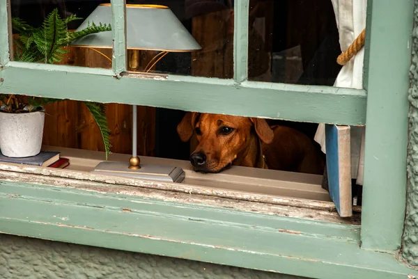 Charmanter Hund Schaut Aus Dem Fenster Des Alten Hauses — Stockfoto