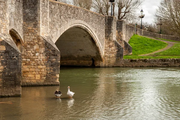 Oies Sauvages Dans Les Eaux Fluviales Sous Ancien Pont Pierre — Photo