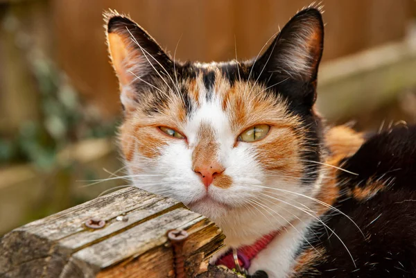 Urocza Kobieta Trójkolorowy Kot Calico Zbliżenie — Zdjęcie stockowe