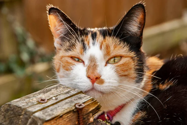 Adorabile Femmina Tri Colore Calico Gatto Primo Piano — Foto Stock