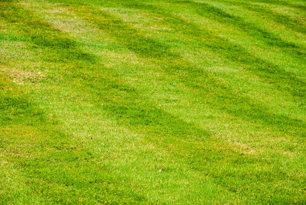 Linhas Paralelas Cortadas Grama Parque Como Fundo — Fotografia de Stock