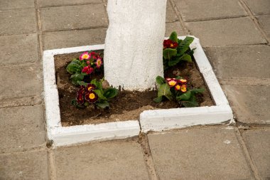 Kaldırımdaki meyve ağacının gövdesine çiçekler dikilmiş.