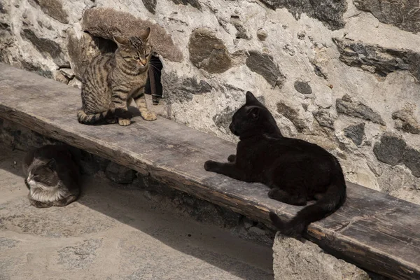 Pouliční Zatoulané Kočky Sedící Dřevěné Lavičce — Stock fotografie