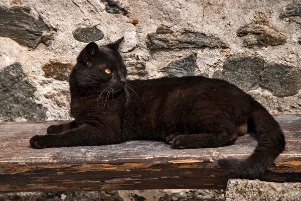Schwarze Straßenkatze Liegt Auf Holzbank — Stockfoto