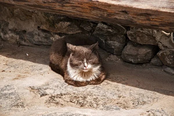 Pouliční Zatoulaná Kočka Ležící Pod Dřevěnou Lavicí — Stock fotografie