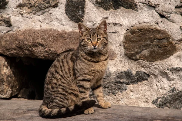 Tabby Street Cat Sitter Träbänk — Stockfoto