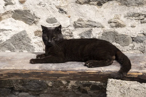 Černá Pouliční Kočka Leží Dřevěné Lavičce — Stock fotografie