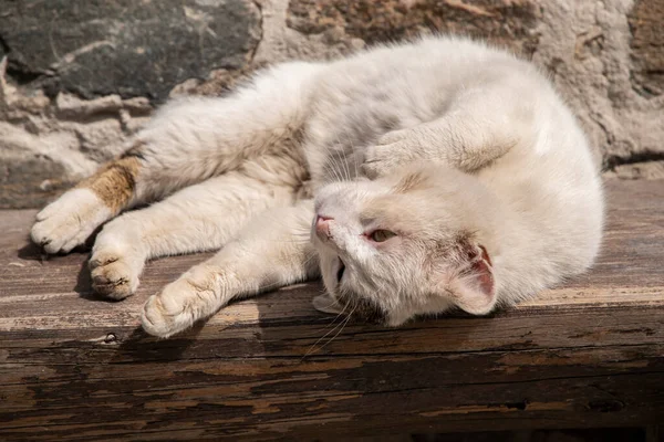 Weiße Straßenkatze Liegt Auf Holzbank — Stockfoto