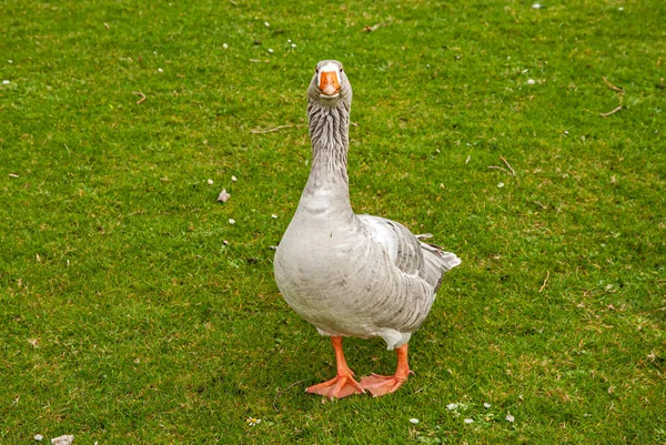 Goose Standing Fresh Green Meadow Closeup — Stockfoto