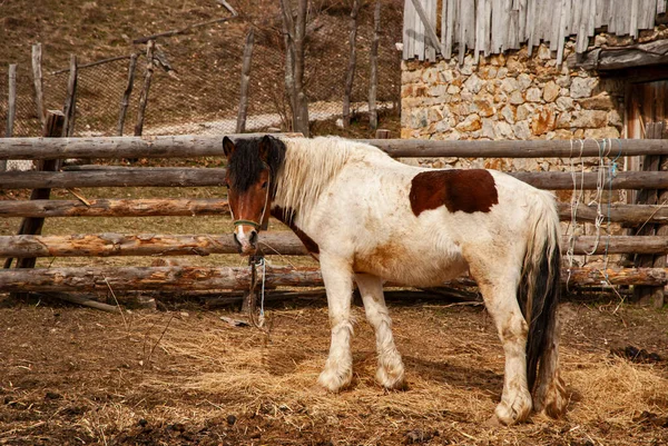 White Mountain Draft Horse Closeup Farm Yard — Stock Fotó